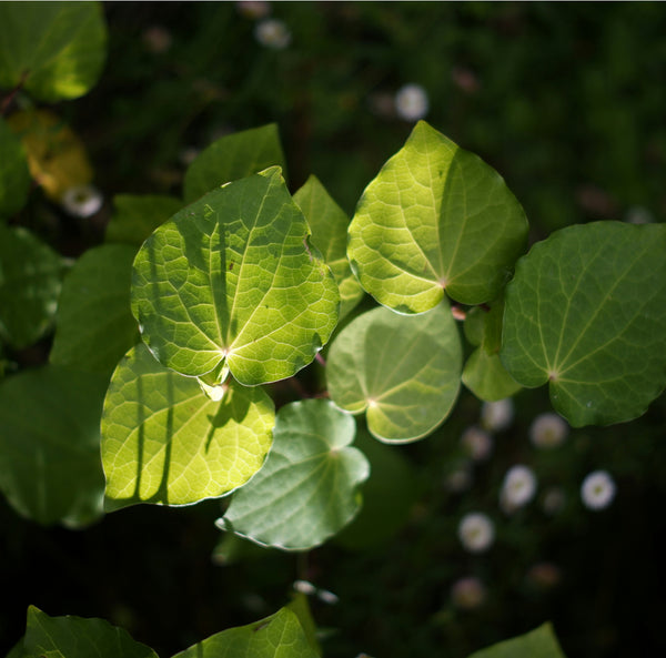 Kawakawa, Kelp and Comfrey Soap